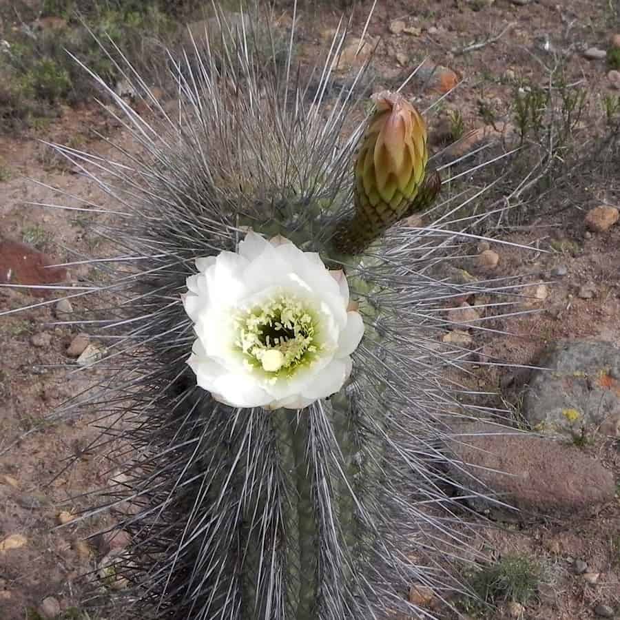 Trichocereus skottsbergii