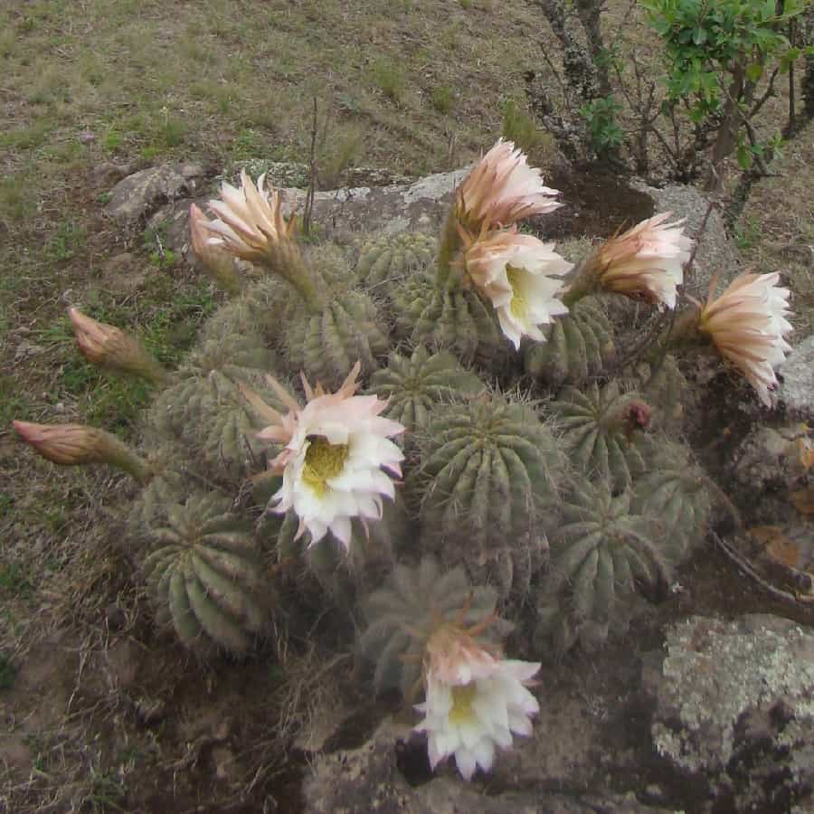 Trichocereus smrzianus