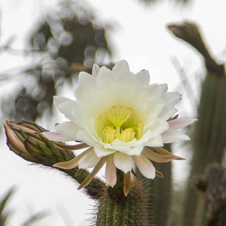 Trichocereus spachianus