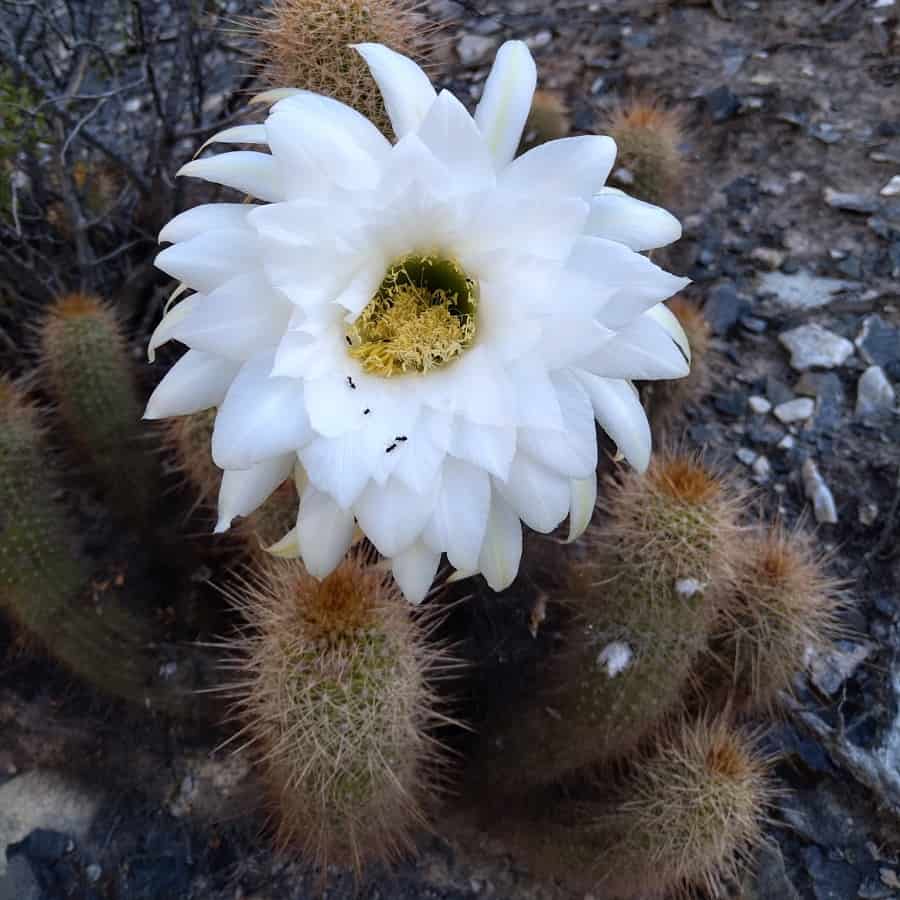 Trichocereus strigosus