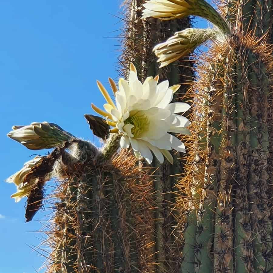 Trichocereus tacaquirensis