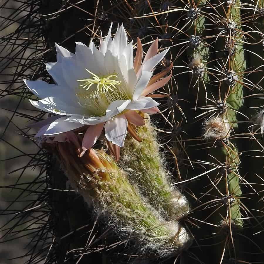 Trichocereus terscheckii