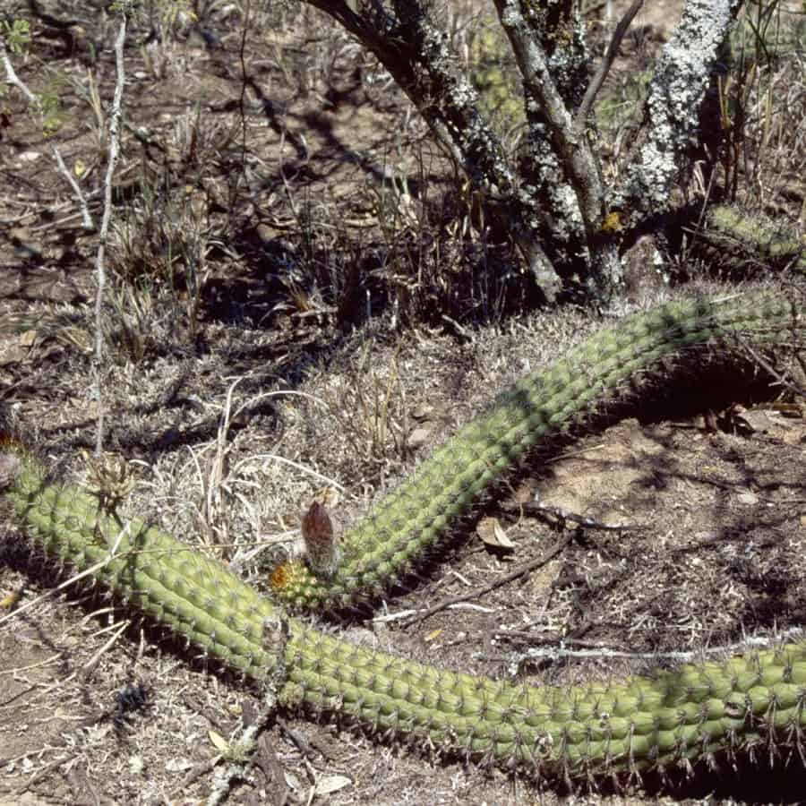 Trichocereus thelegonus