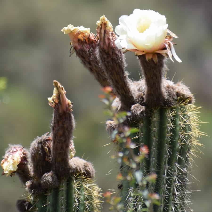 Trichocereus tunariensis