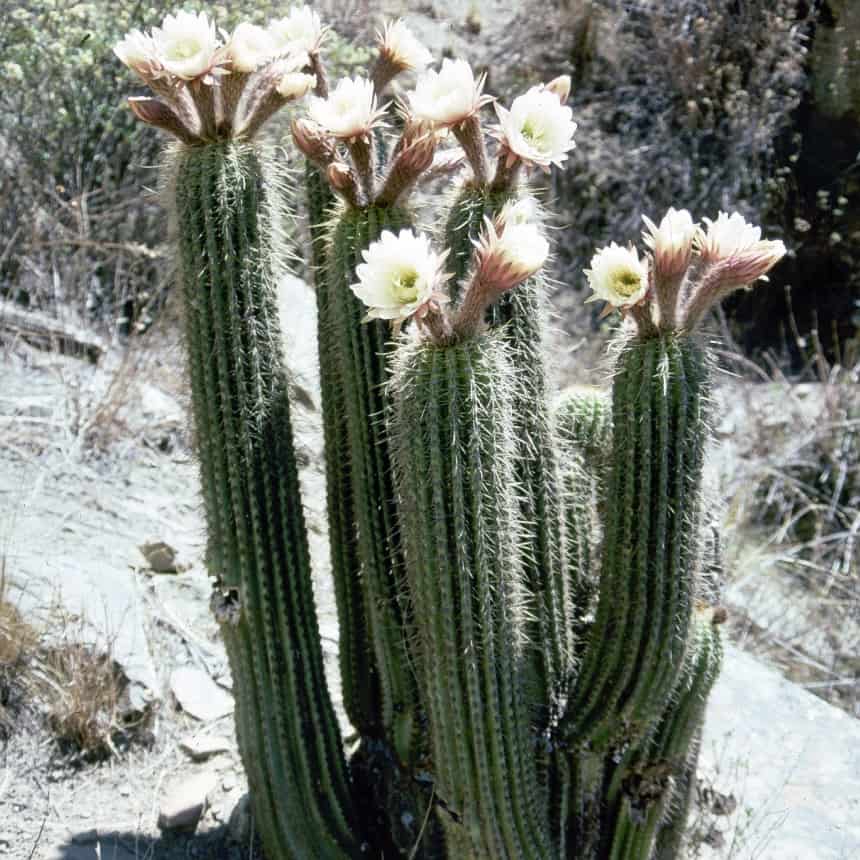 Trichocereus vollianus