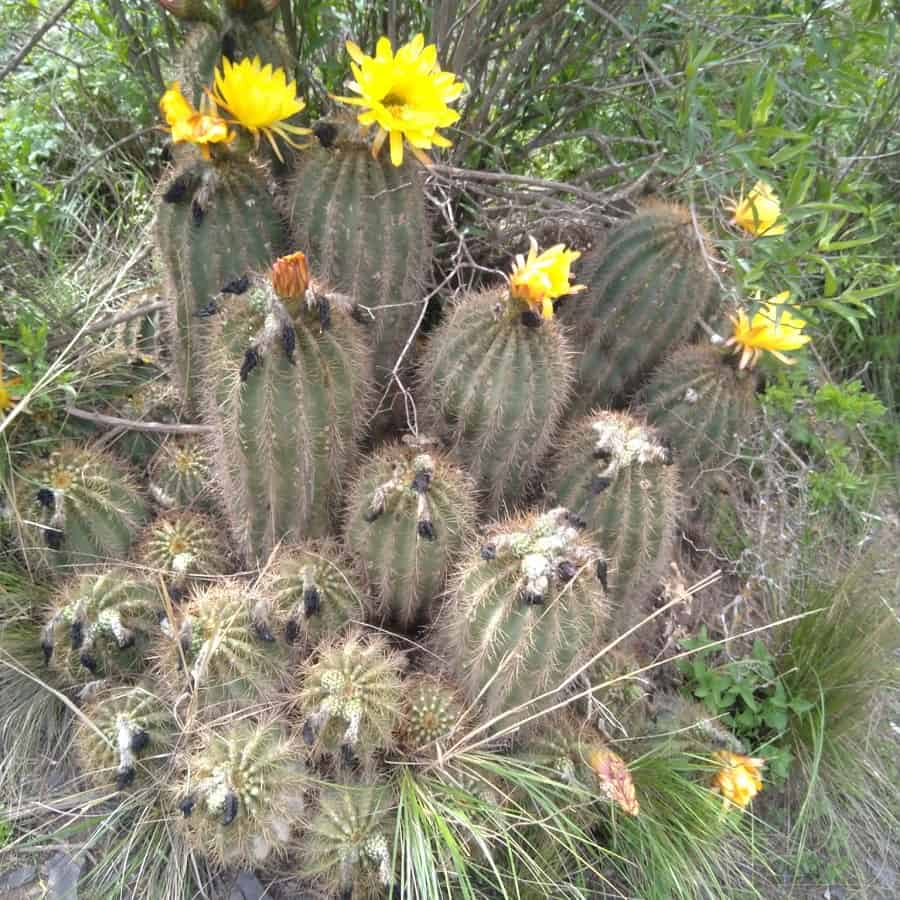 Trichocereus walteri