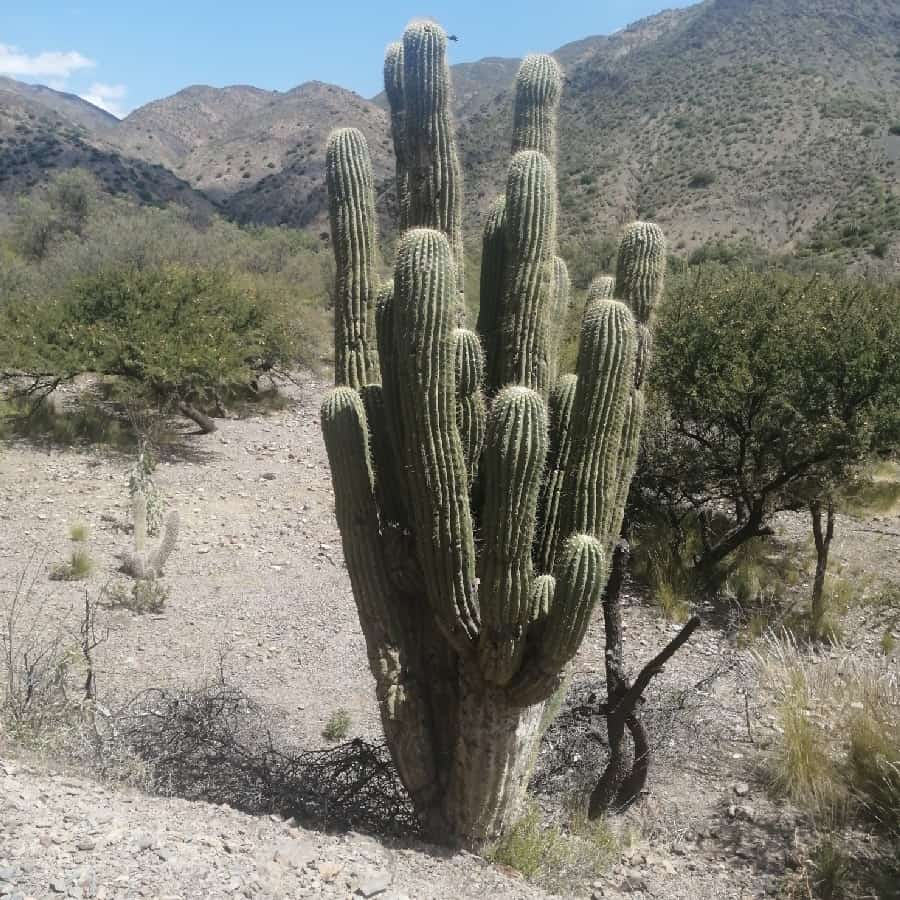 Trichocereus werdermannianus