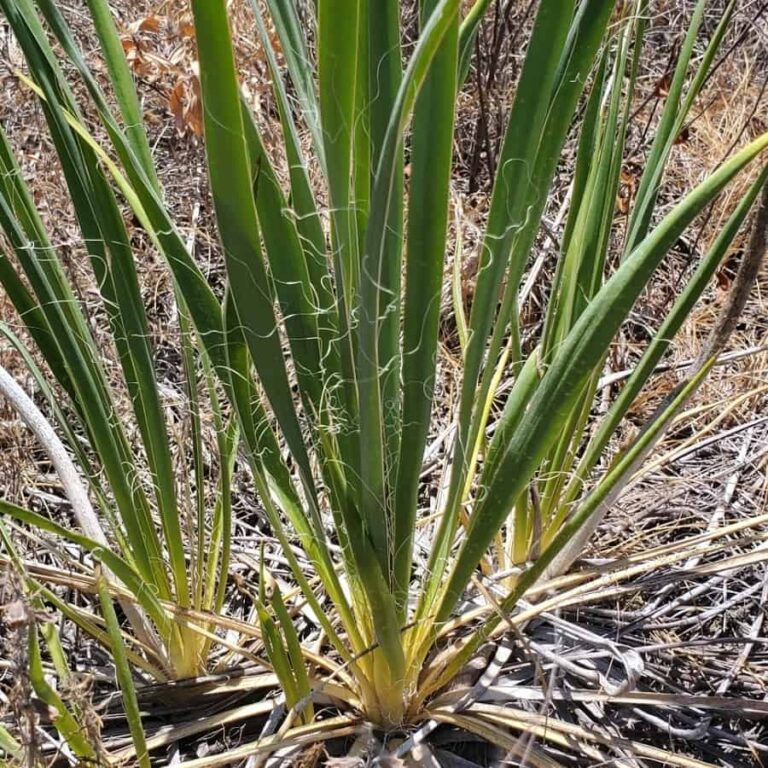 61 Yucca Plant Varieties: Identification and Care Guide - Cactus