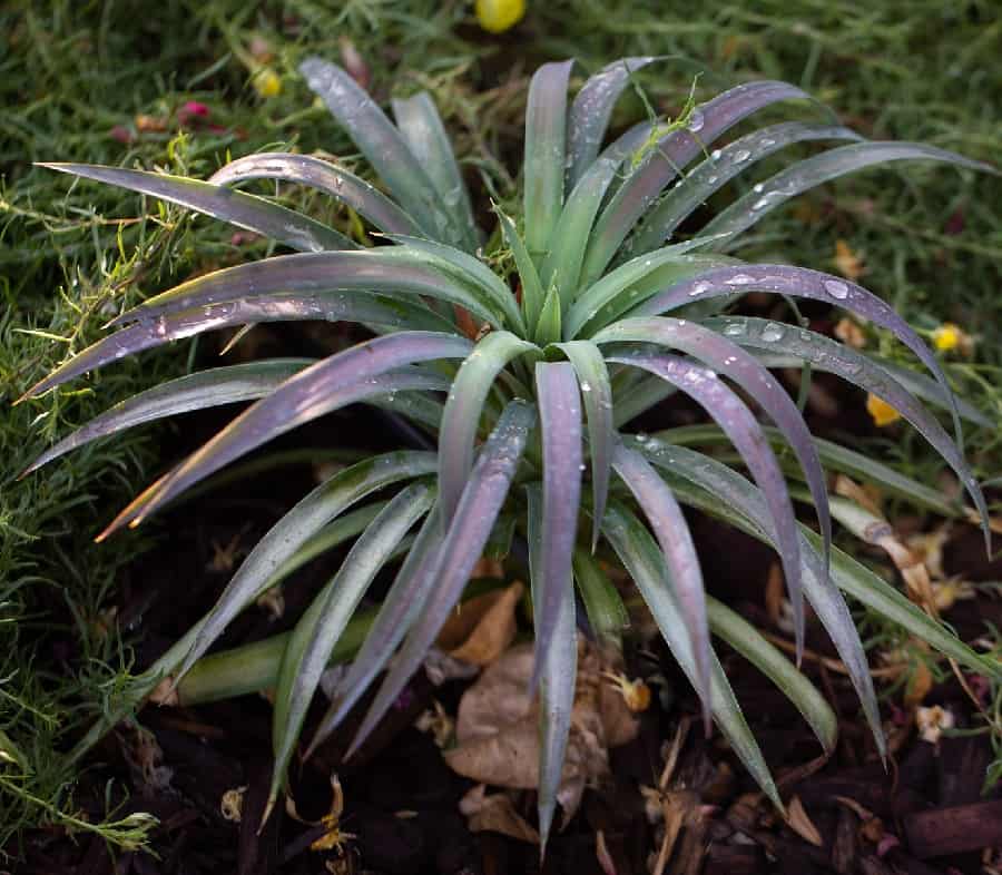 Yucca desmetiana