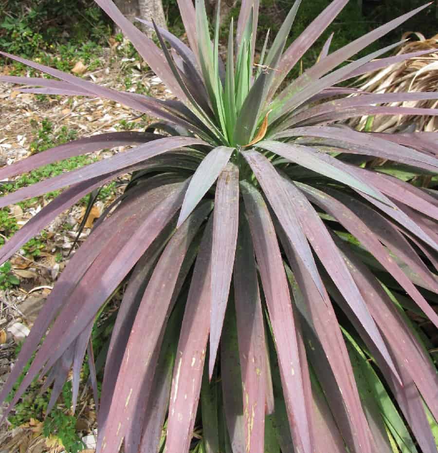 Yucca desmetiana