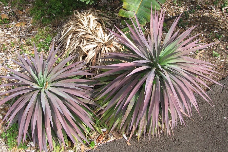 Yucca desmetiana