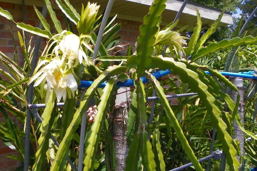 hylocereus guatemalensis