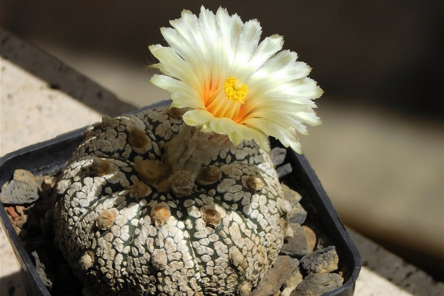 Astrophytum asterias Super Kabuto
