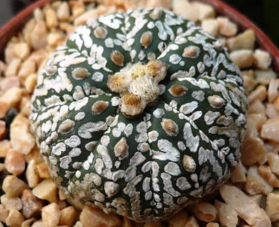 Astrophytum asterias Super Kabuto