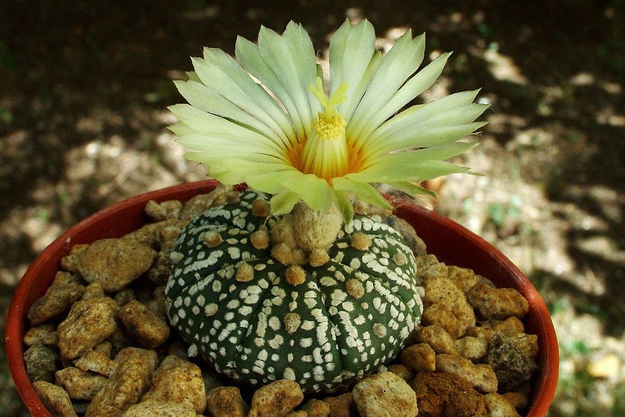 Astrophytum asterias Super Kabuto