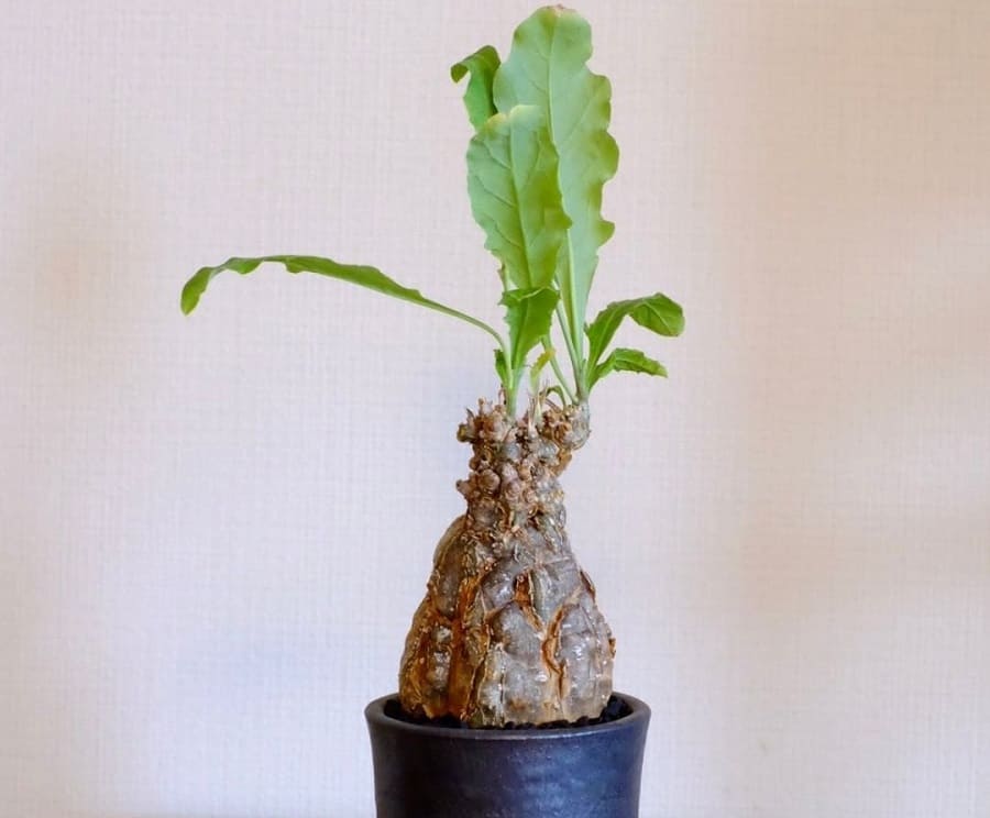 Cephalopentandra ecirrhosa
