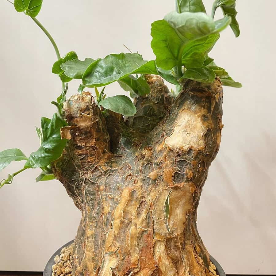 Cephalopentandra ecirrhosa