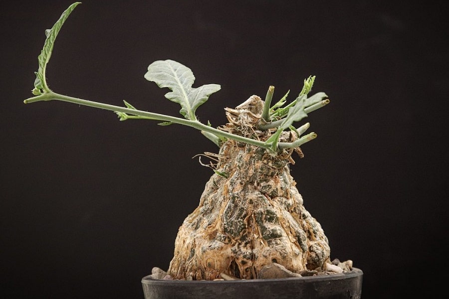 Cephalopentandra ecirrhosa