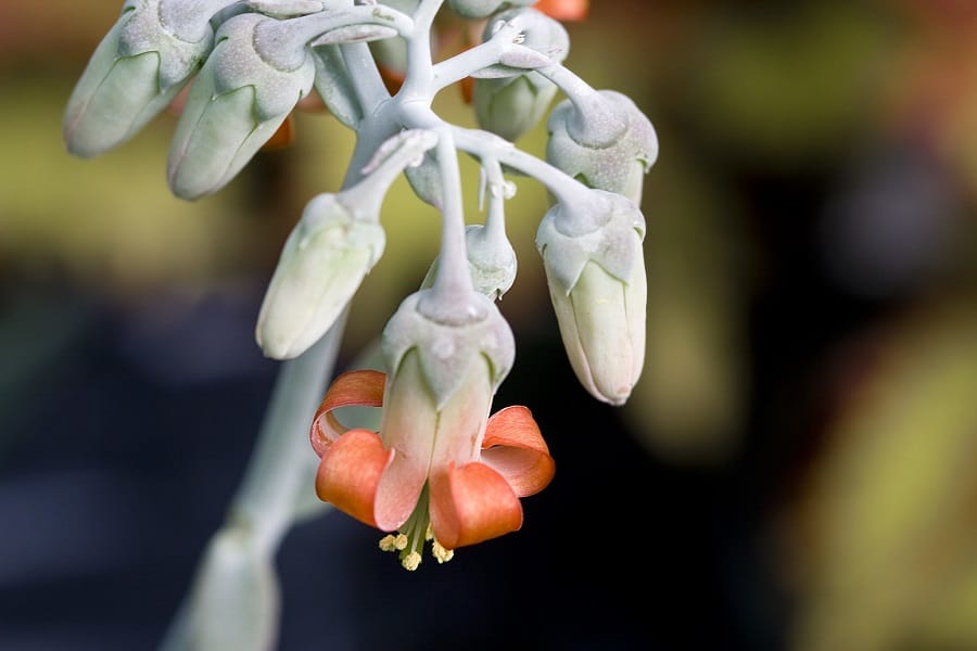 Cotyledon Happy Young Lady