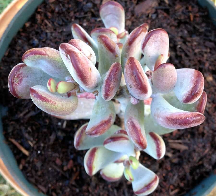 Cotyledon Happy Young Lady