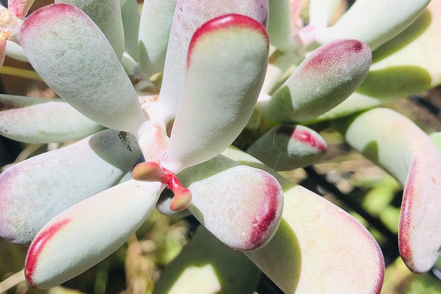 Cotyledon Happy Young Lady