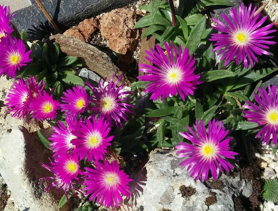 Delosperma ashtonii