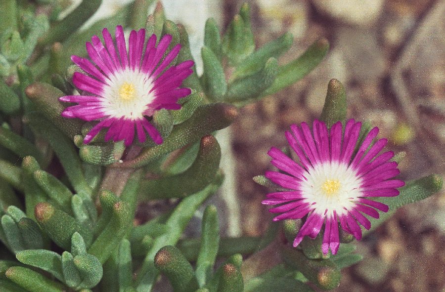 Delosperma ashtonii