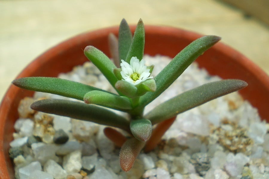 Delosperma napiforme