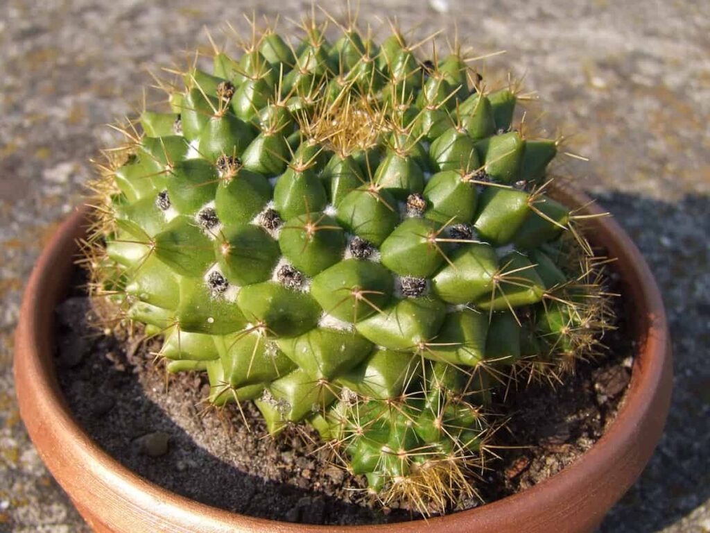 Mammillaria marksiana