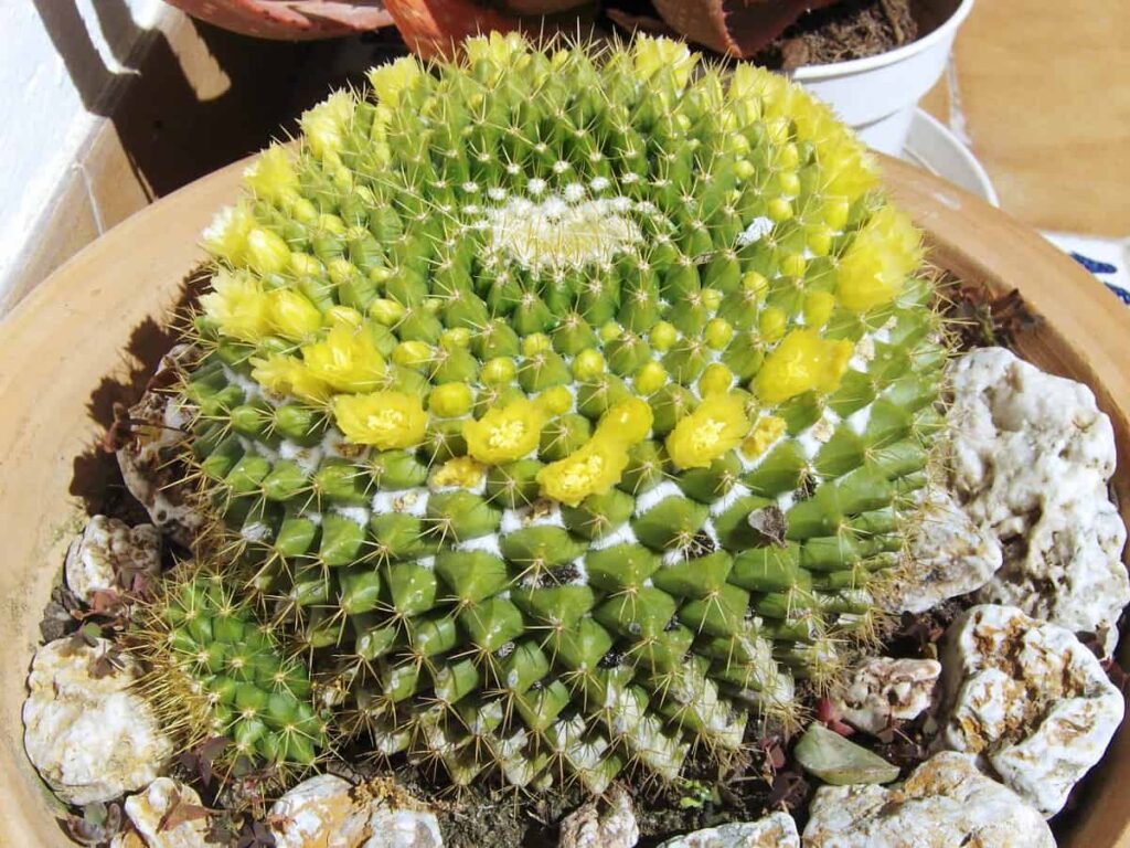 Mammillaria marksiana