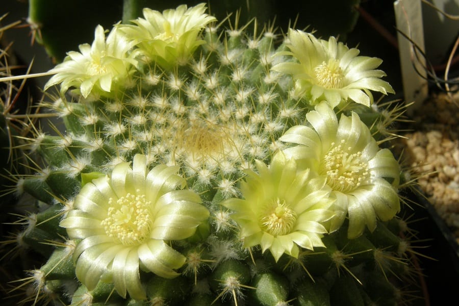 Mammillaria marksiana