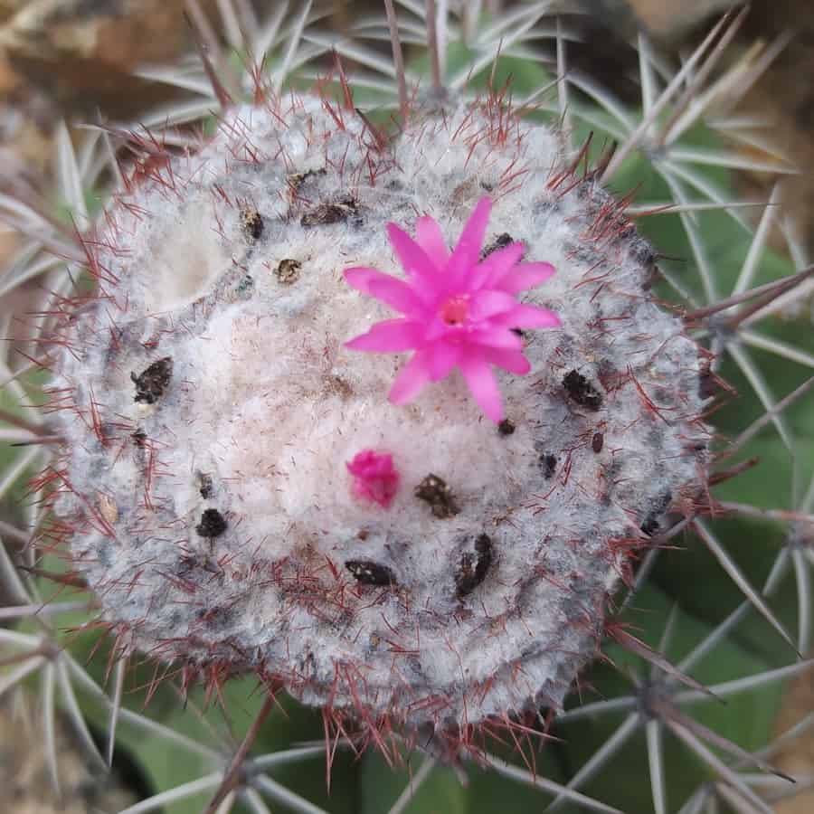 Melocactus curvispinus