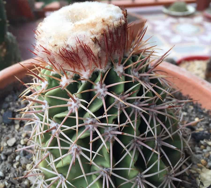 Melocactus curvispinus