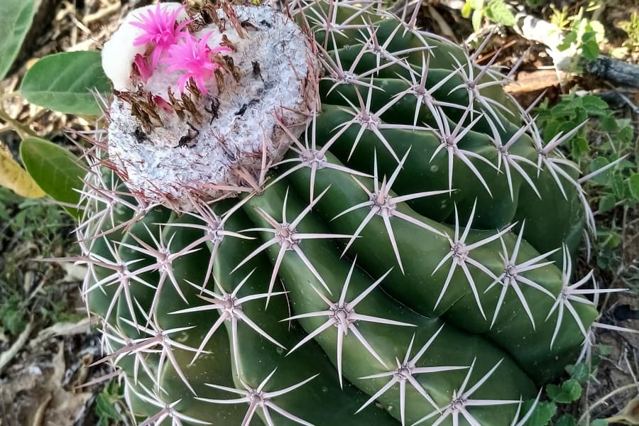 Melocactus curvispinus