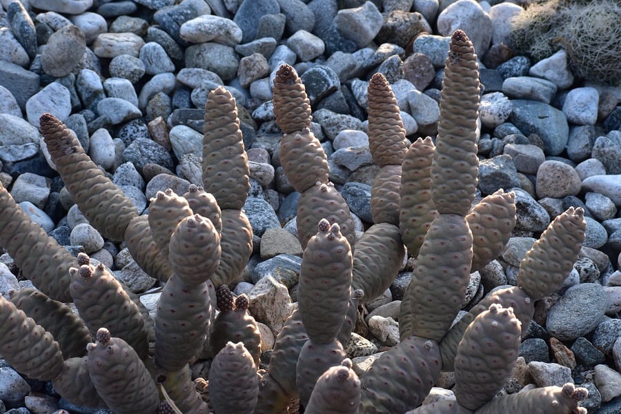 Opuntia turpinii