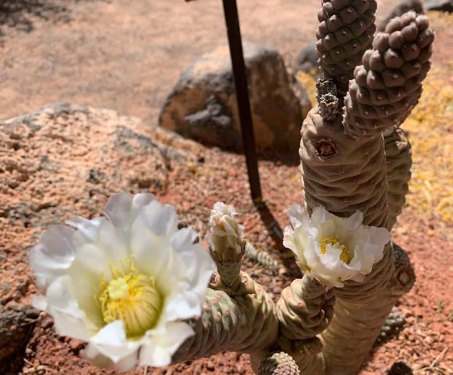 Opuntia turpinii