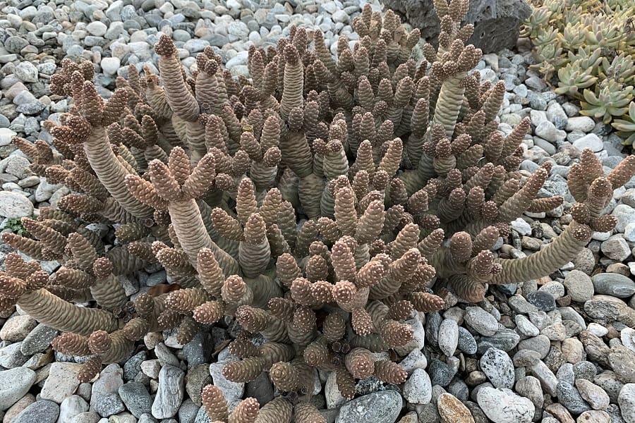Opuntia turpinii