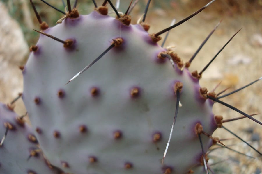 Opuntia violacea