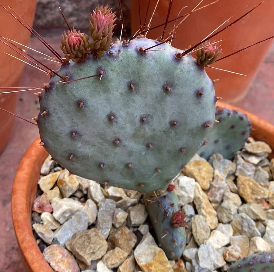 Opuntia violacea