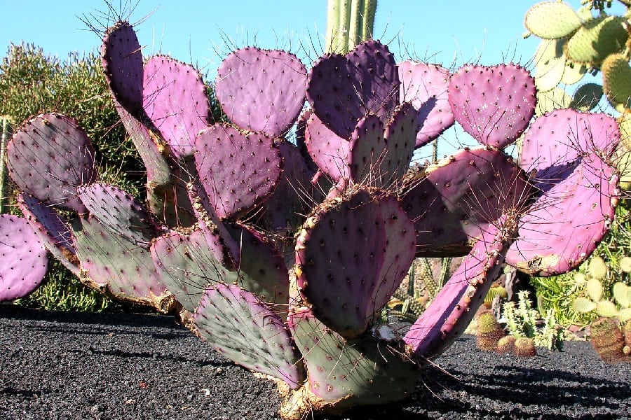 Opuntia violacea