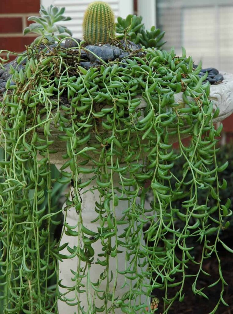 Senecio Fish Hook plant