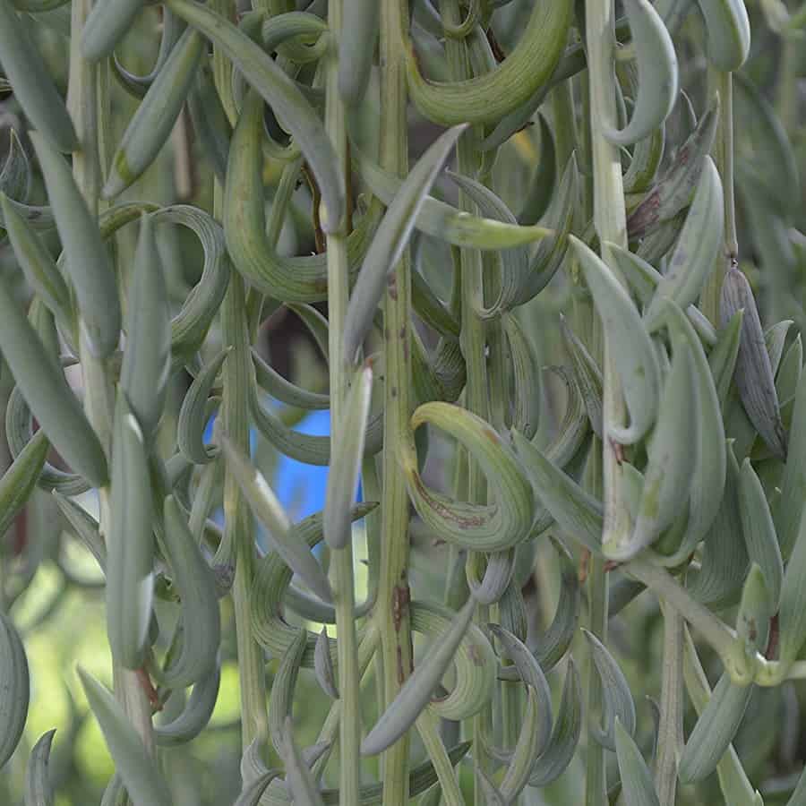 Senecio Fish Hook plant