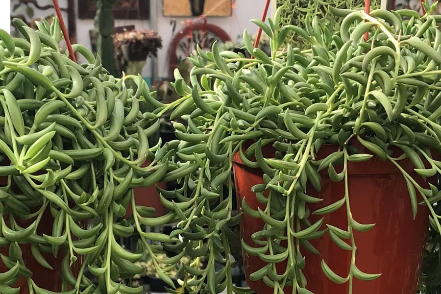 Senecio Fish Hook plant
