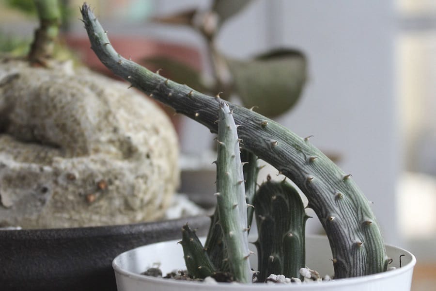 senecio pendulus