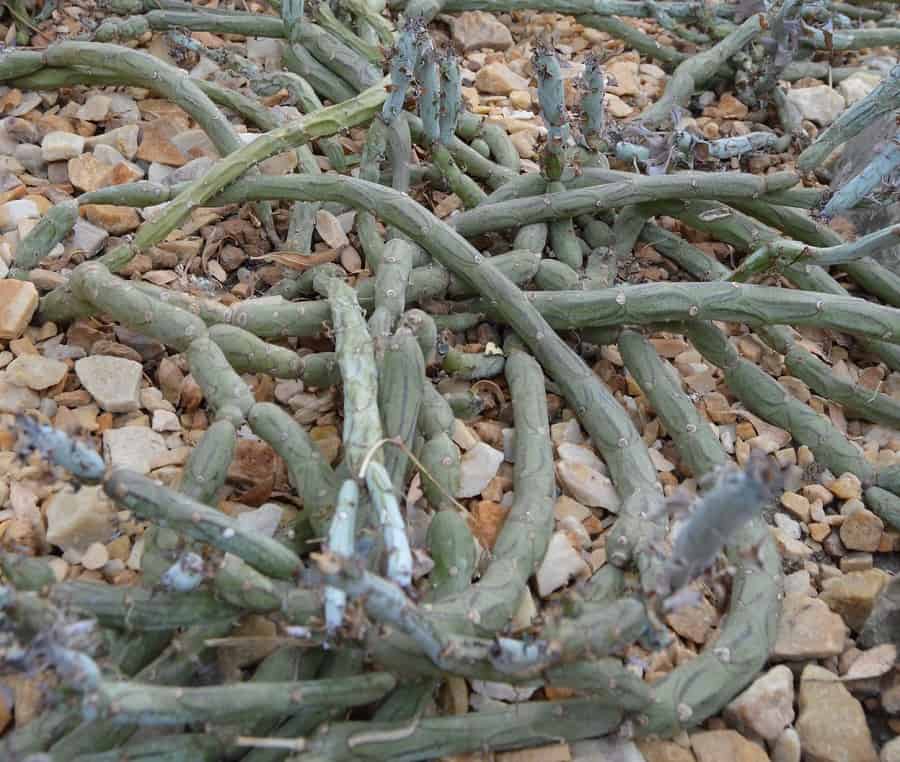 senecio pendulus
