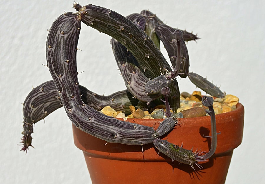 senecio pendulus