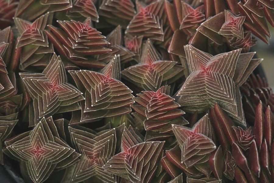 Crassula capitella