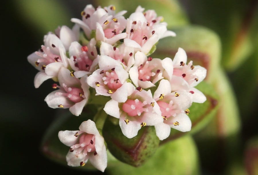 Crassula flowers