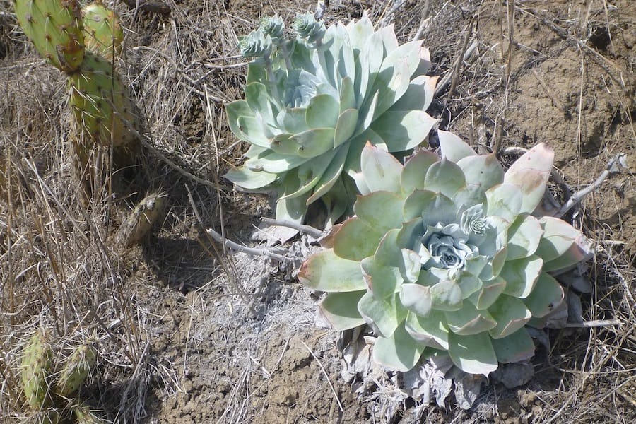Dudleya pulverulenta