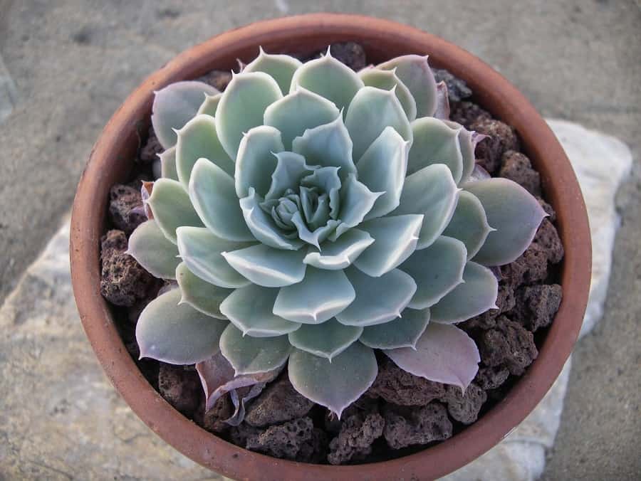 Echeveria simulans